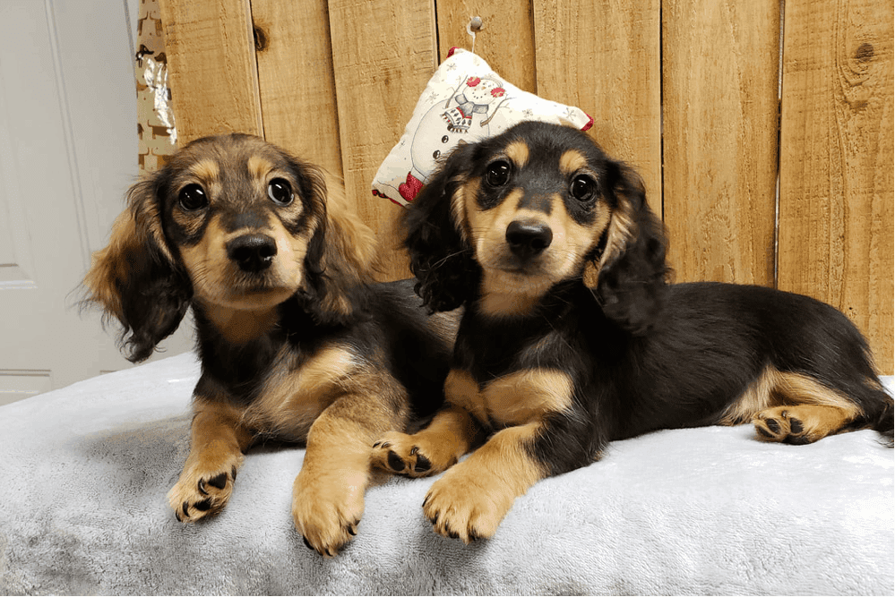 Black and Cream Dachshunds