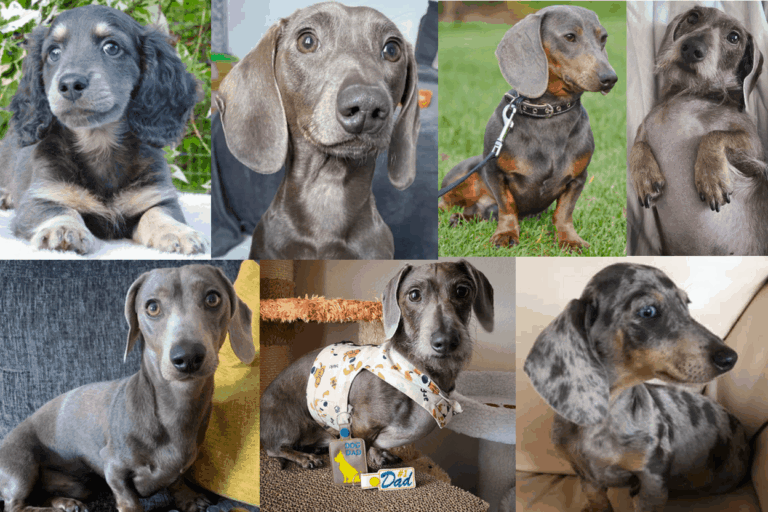 Blue Dachshund: Breed Info, Temperament, Health, and Costs