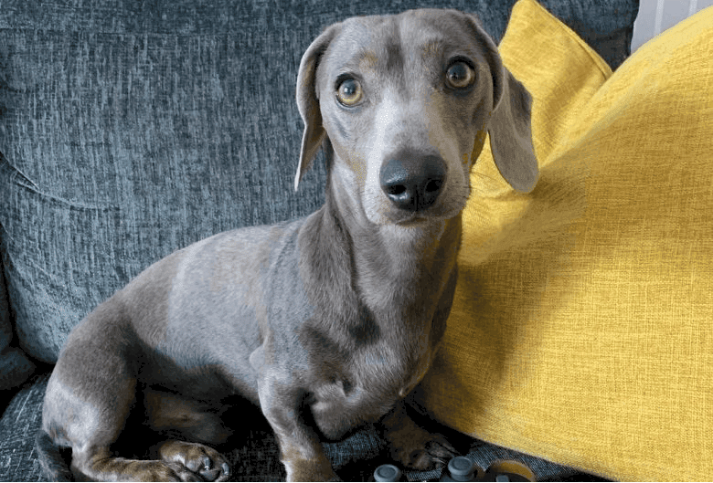 Blue and Grey Diluted Dachshund