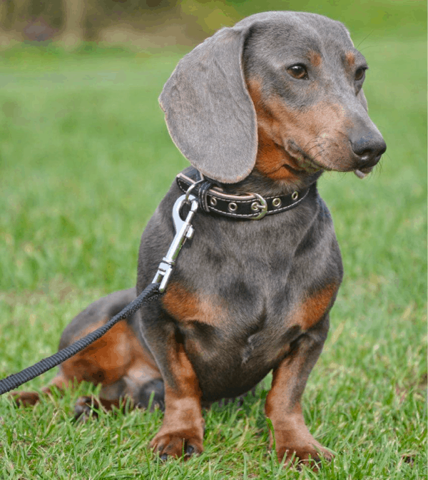 Blue and Tan Dachshund