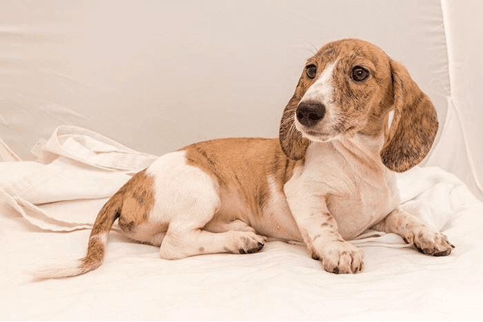Brindle Piebald Dachshund