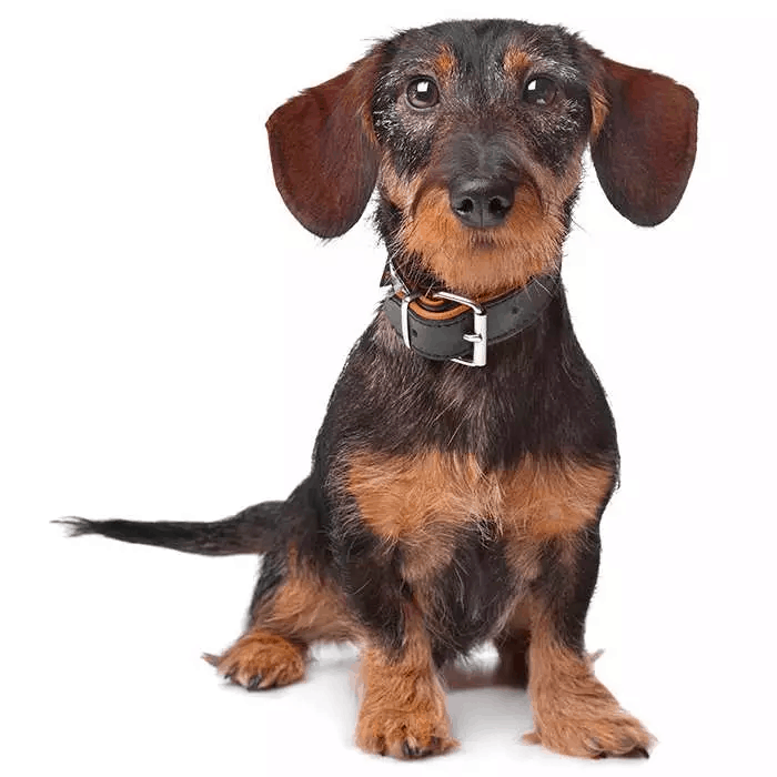 Chocolate Boar Wire-haired Dachshunds