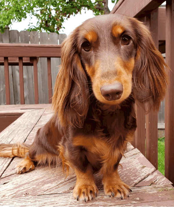 Chocolate and Cream long haired Dachshund