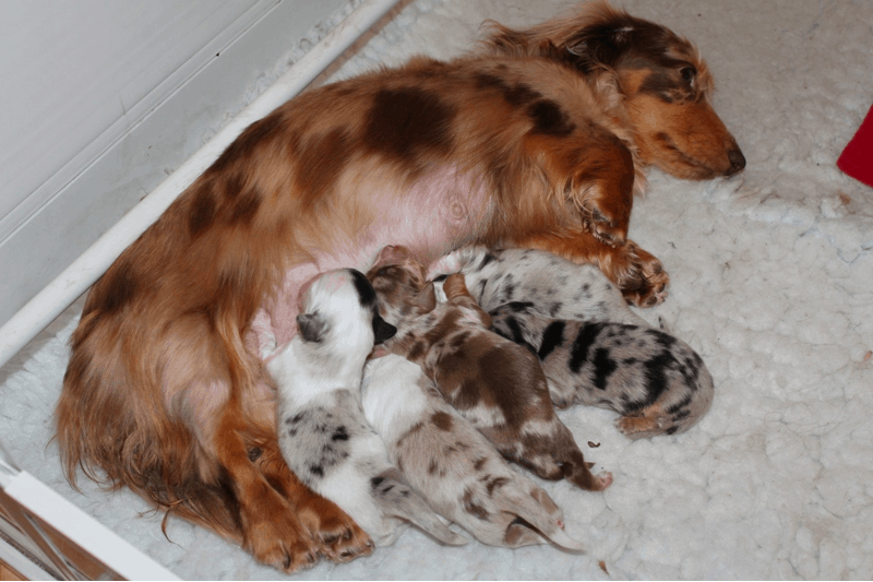 Double Dapple puppies