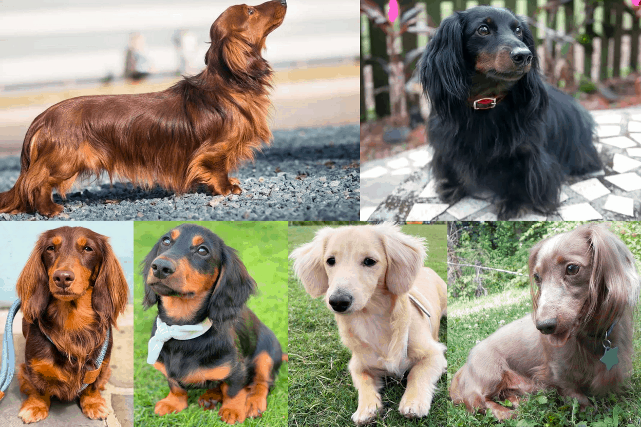 Long-haired dachshund colors