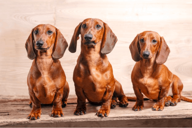 Red Dachshunds