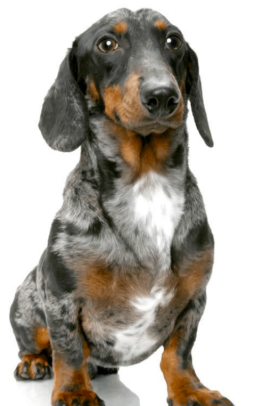 full grown standard dapple dachshund