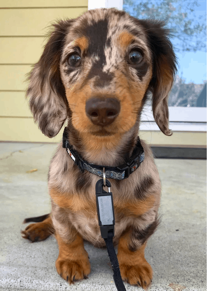 miniature long haired dapple dachshund