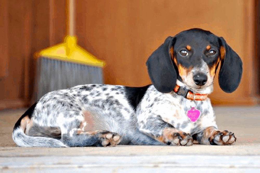piebald dachshund