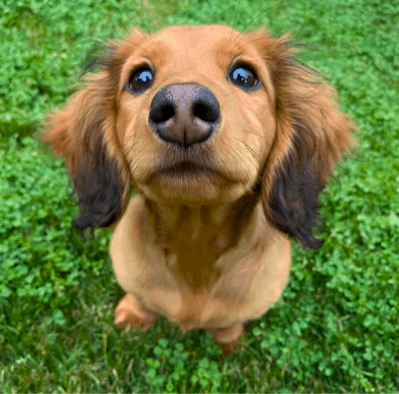 sable dachshund