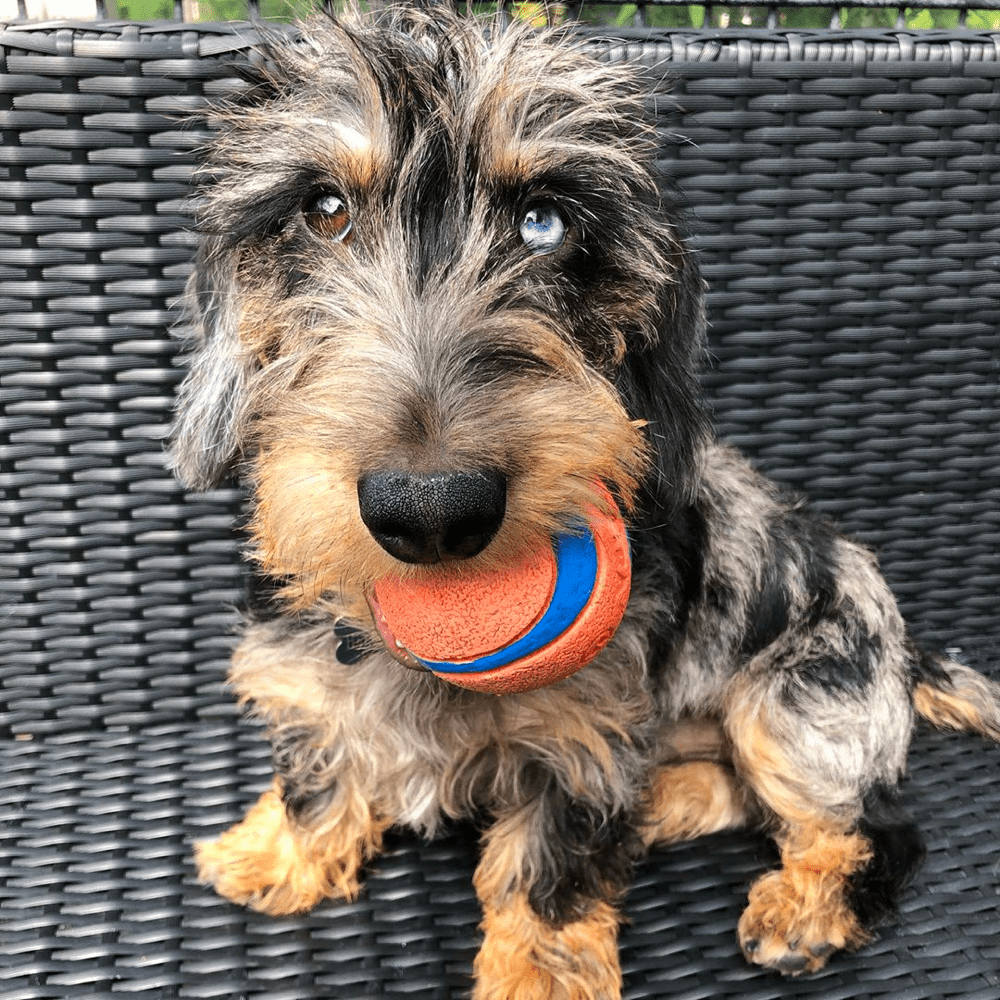 wire haired Dapple Dachshund